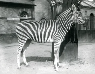 A Zebra stands in the paddock outside the Zebra House at London Zoo in 1925