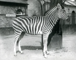 A Zebra Stands in the Paddock Outside the Zebra House at London Zoo in 1925