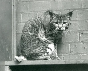 Bay Lynx at London Zoo, March 1925
