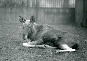 A bull Elk Moose, showing the scars of his recently shed antlers, lying down at London Zoo, January 1926
