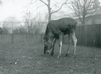 A Bull Elk Stands in His Paddock and Reaches Down Towards the Grass, London Zoo, January 1926