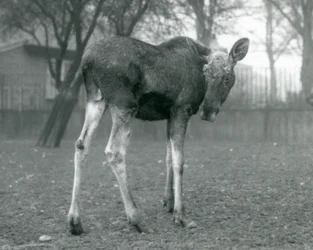 A bull Elk Moose, with wounds of recently shed antlers, standing at London Zoo, January 1926