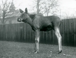 A bull Elk Moose, with wounds of recently shed antlers, standing at London Zoo, January 1926