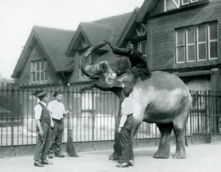 A decorated Indian Elephant with three keepers and trainer outside the Elephant House at London Zoo in 1927