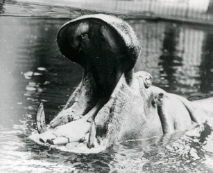 A Female Hippopotamus, 