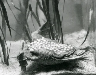 A female Surinam Toad with her eggs embedded in the skin of her back, London Zoo