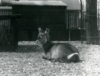 A female Waterbuck sitting in her enclosure at London Zoo, June 1924