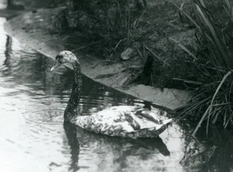 A hybrid swan, Mute x Black, swimming in a pond at London Zoo in 1927