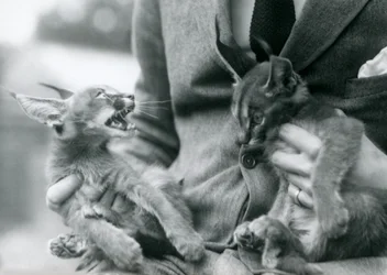 A keeper holding a pair of Caracal kittens on his lap, London Zoo