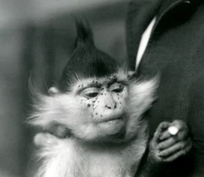 A Keeper Holds Freckles, a Black Crested or Congo Mangabey, London Zoo, 1924