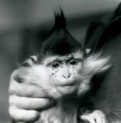 A Keeper Holds Freckles, a Black Crested or Congo Mangabey, London Zoo, 1924