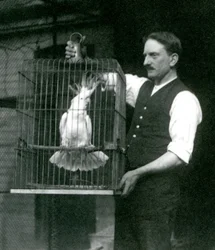 A Keeper Holds a Sulphur Crested Cockatoo, Jade, in Its Cage at London Zoo in October 1924