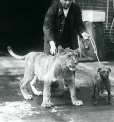 A keeper taking a dog and young lion for a walk, London Zoo, August 1925