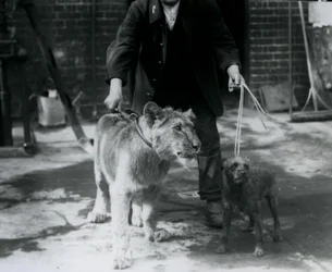 A keeper taking an Irish Terrier and young Lion for a walk on leads, London Zoo, September 1925