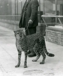 A keeper with a Cheetah on a lead, London Zoo