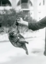 Kinkajou at London Zoo, September 1925