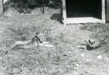 Lion Cub with Domestic Cat at London Zoo, July 1925
