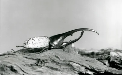 A Male Hercules Beetle Resting on Bark at London Zoo