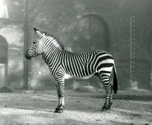 A Male Mountain Zebra x Hartmann