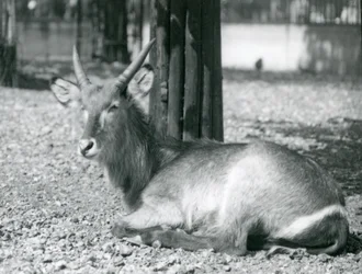 A Male Waterbuck, Kobus Ellipsiprymnus, Sitting in His Enclosure at London Zoo, 1920s