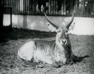 A Male Waterbuck Lying on the Grass in His Paddock at London Zoo in 1928