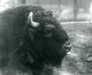 A male European Bison, London Zoo, February 1928