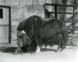 A mature bull muskox, also spelled musk ox and musk-ox, standing and eating in his paddock at London Zoo in 1931