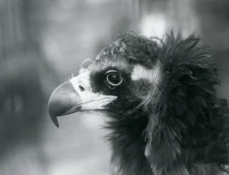 A near threatened Eurasian Black Vulture at London Zoo, 1927
