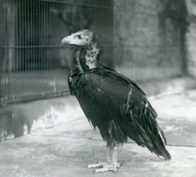 A near threatened Eurasian Black Vulture standing at London Zoo