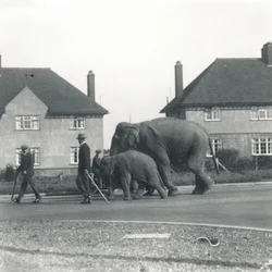 A Pair of Indian Elephants Walking from Tilbury to ZSL Whipsnade