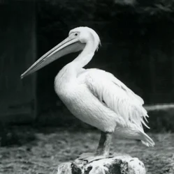 Pelican at London Zoo, September 1925