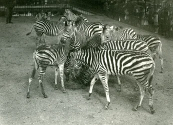 A Small Herd of Chapman’s Zebra, Including Young, London Zoo in 1923