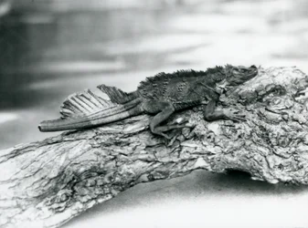A Vulnerable Sailfin Lizard, with a Damaged Tail, Resting on a Log at London Zoo in 1929