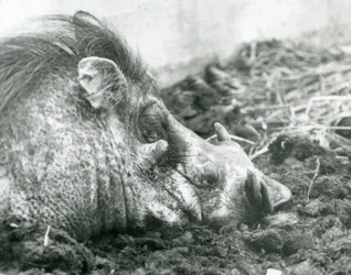 A warthog resting in mud at London Zoo