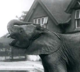Young African Elephant with Its Trunk Raised on to Its Forehead, London Zoo, August 1925