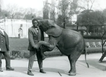 Young African Pygmy Elephant Stands on Her Hind Legs to Embrace Her African Trainer, While the Keeper Looks On, London Zoo, July 1925