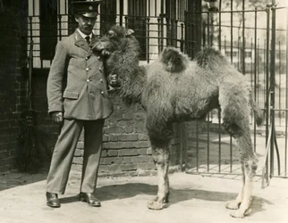 A young Bactrian Camel with its keeper, London Zoo