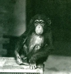 A Young Chimpanzee Sitting on a Wooden Crate at London Zoo in 1924