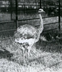A young Darwin