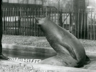 A young Elephant Seal reaching backwards, London Zoo