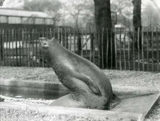 A young Elephant Seal reaching backwards, London Zoo