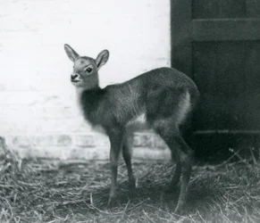 A young Lechwe standing on hay, London Zoo, January 1926