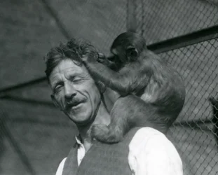 A young Monkey grooming keeper Flewin