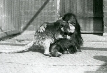 A Young Orangutan Hugs a Tree Kangaroo at London Zoo in 1927