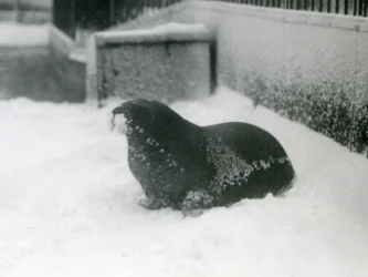 A Young Walrus in the Snow, London Zoo, February 1924