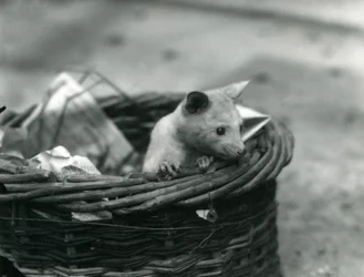 A Young Albino Opossum Peering Out of a Basket at London Zoo, October 1920