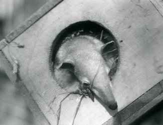 Young Tamandua at London Zoo, April 1925