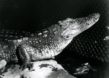An American Alligator at London Zoo in September 1924