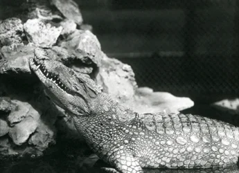 An American Alligator resting in a pool, looking up by the rocks at the side of the pool, London Zoo