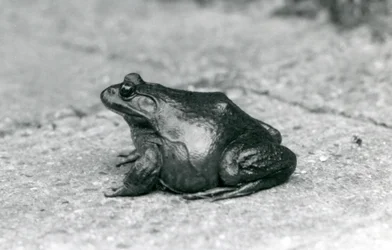 An American Bullfrog, London Zoo, 1925